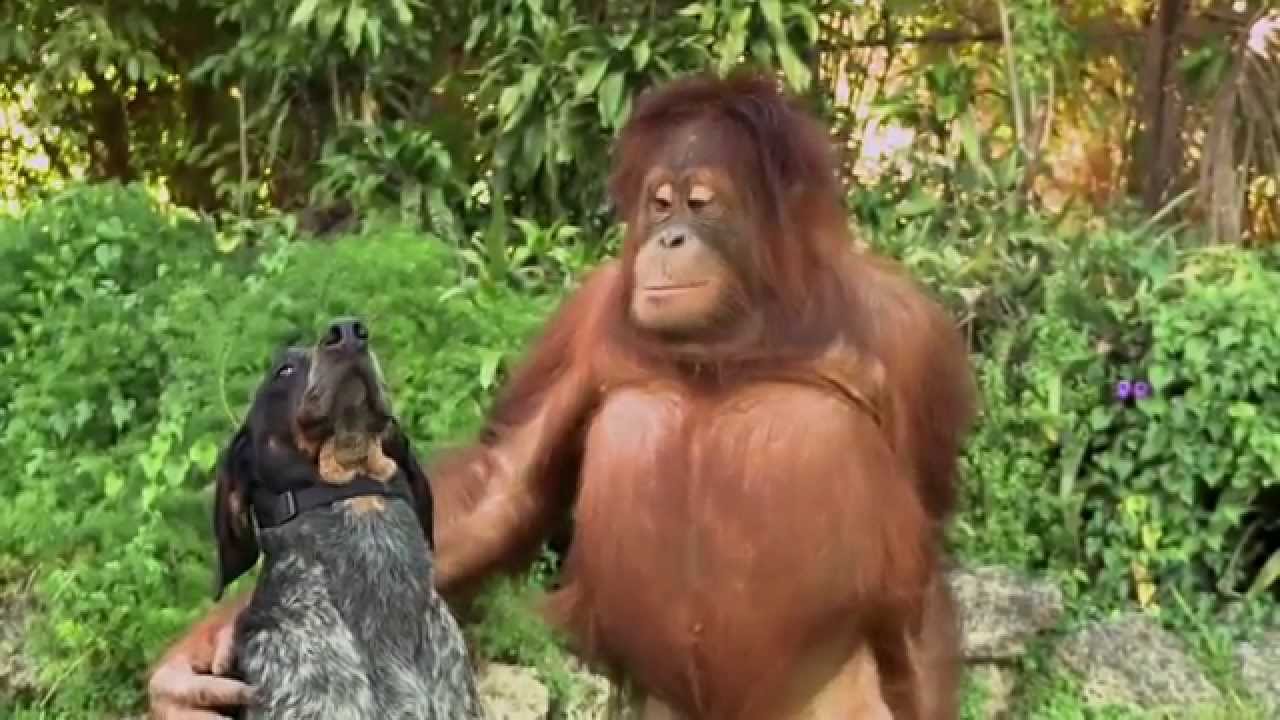Unlikely Animal Friends! 'Friends Furever' Commercial - Google Android