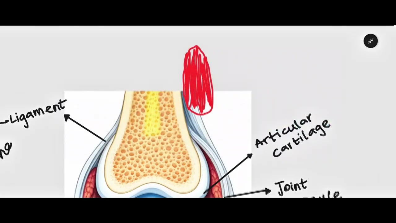 Structure and Function of the Skeletal System (OCR GCSE PE) | Super PE Online 