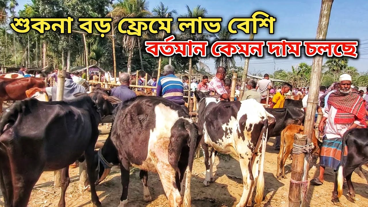 শুকনা হাড্ডিসার বড় ফ্রেমে লাভ বেশি | কত দাম চলছে |  বেতাগা গরুর হাট  | নগর বাংলা টিভি