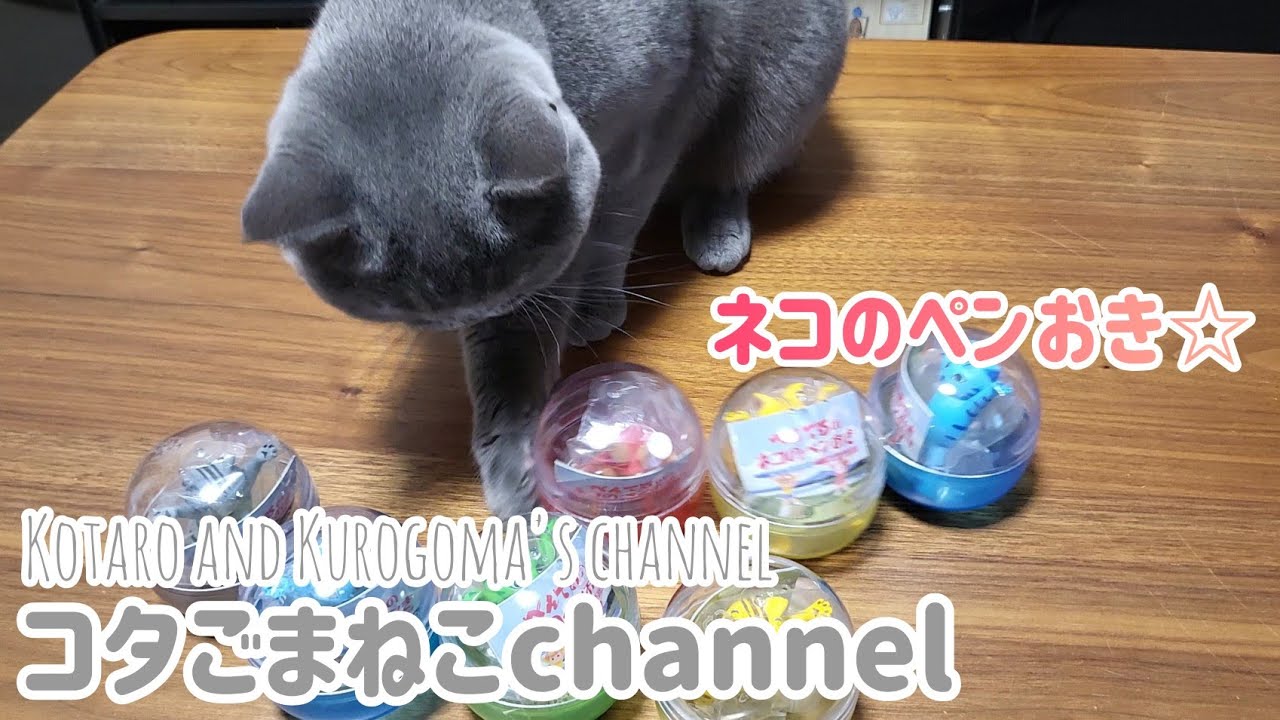 【ネコのペンおき】ぺんてるのネコのペンおきガチャガチャ開封！【ブリティッシュショートヘア】【茶トラ】
