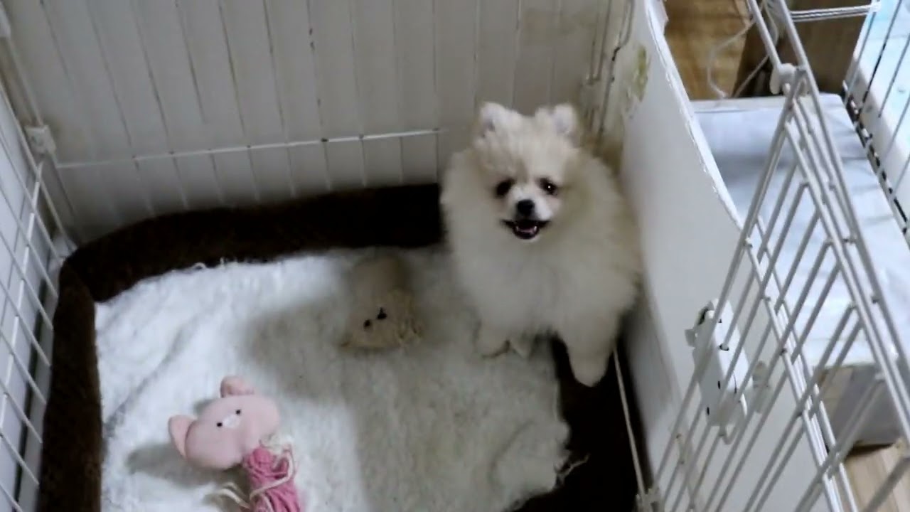 ミアちゃんの赤ちゃんもとっても元気です