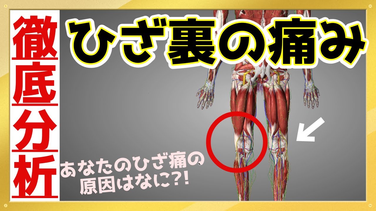 【あなたのひざ裏痛の原因とは…？】3D解剖学アプリであなたのひざ裏痛の原因を詳しく解説《東京ひざ痛専門整体院 京四郎 -KYOSIRO-》#ひざ痛#ひざ裏#京四郎