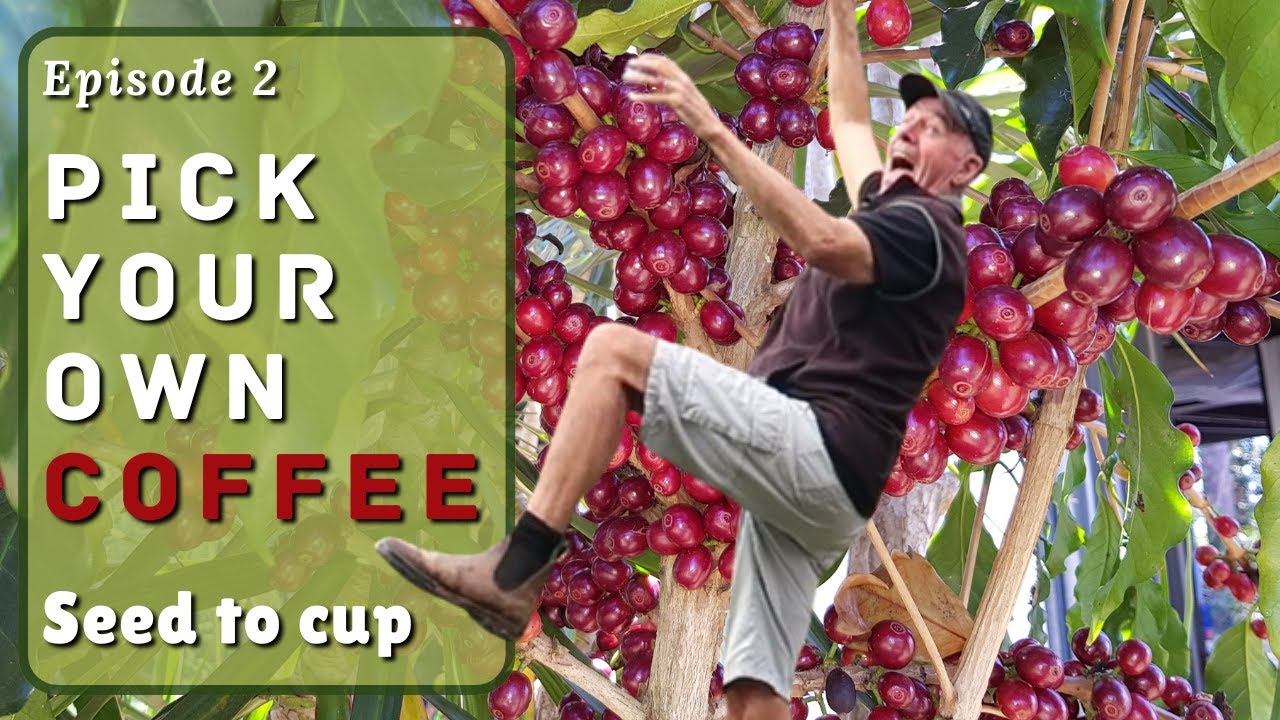 Harvest homegrown Coffee Beans: (Seed to Cup Series)