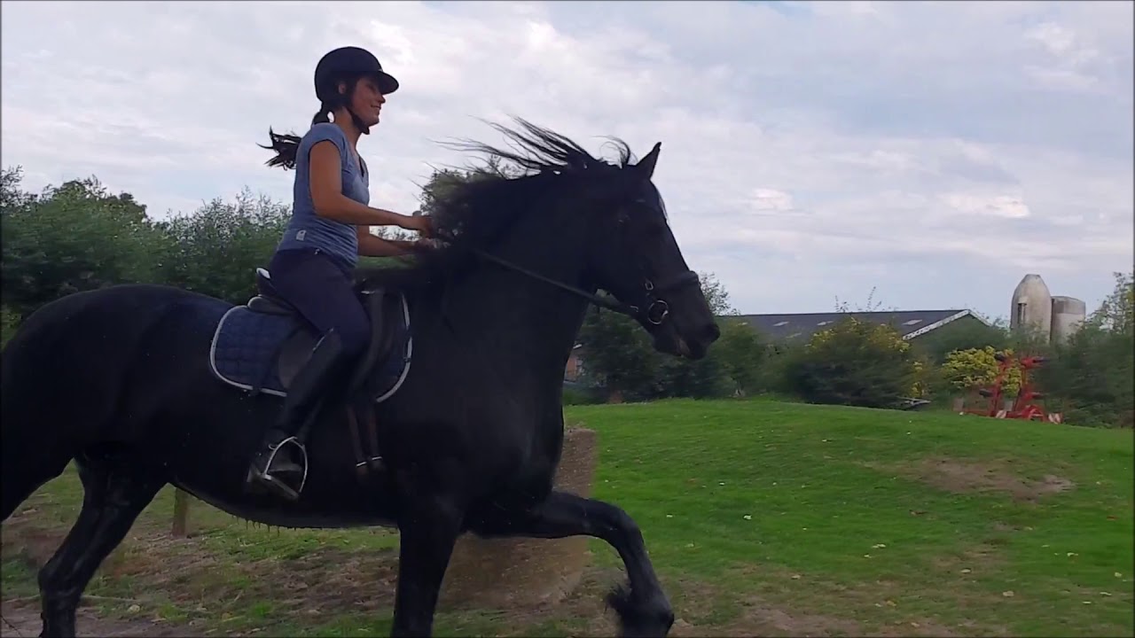 Having fun with Friesian Horse Uniek fan Go&euml;ngamieden LOL: part 1