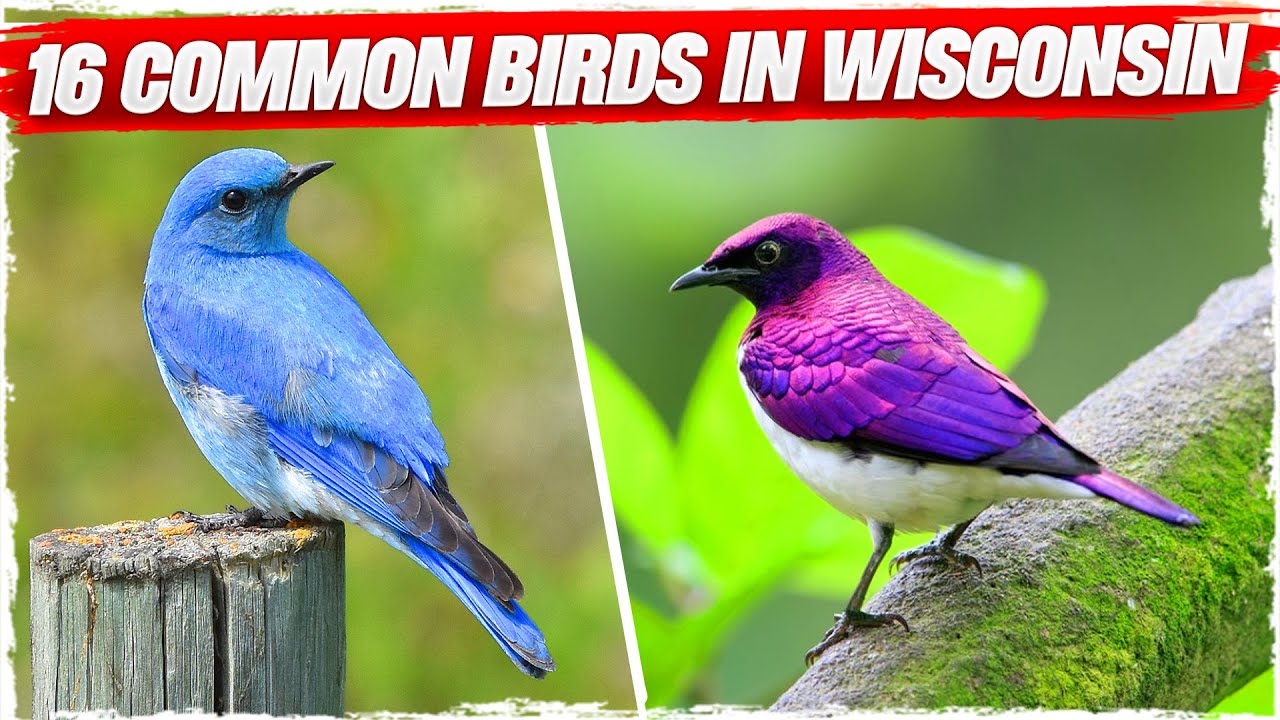 16 Common Birds in Wisconsin (with Pictures)