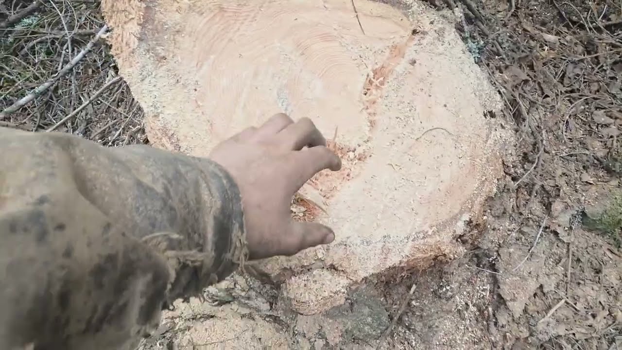 Falling firewood trees.