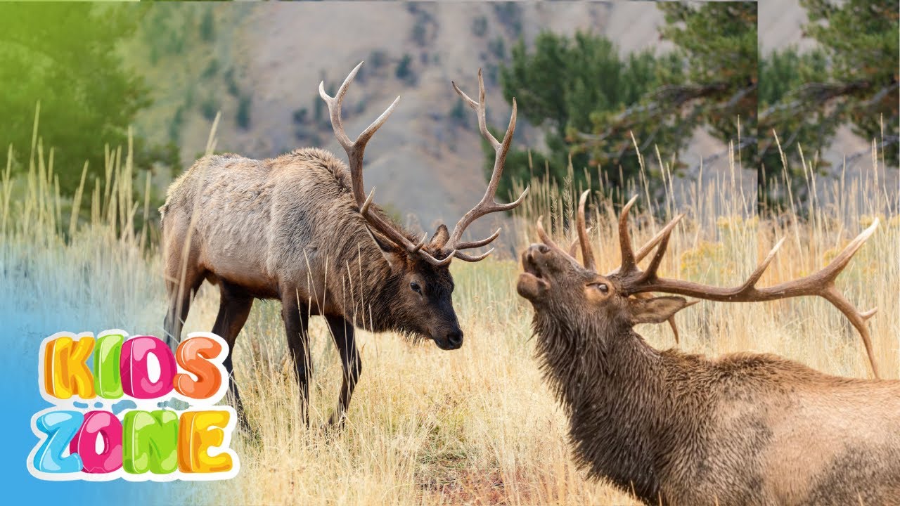 Different Deer Types For Kids | Family Cervidae | 20 Types of Deer Species | Deer Family For Kids