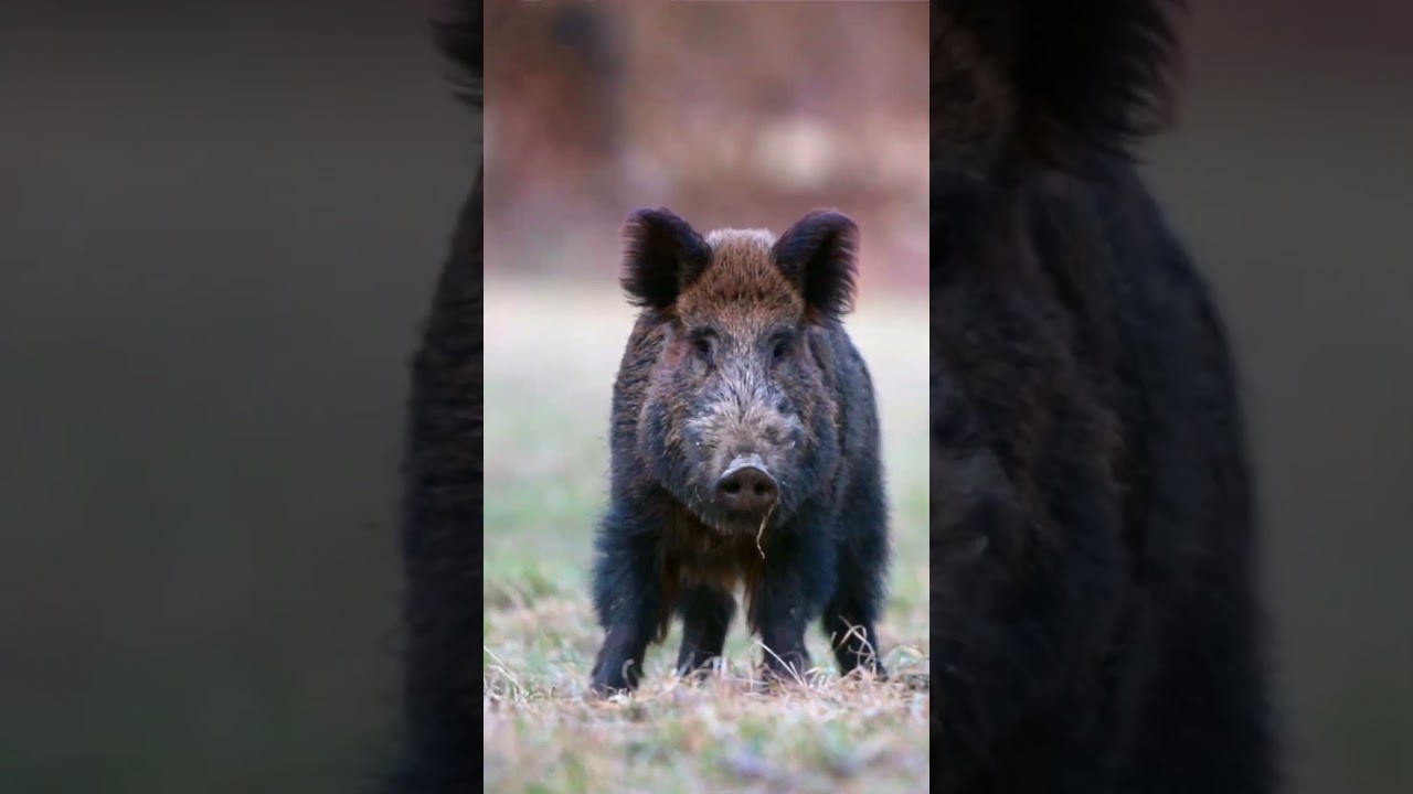 Королева охоты на диких кабанов стреляет из лука