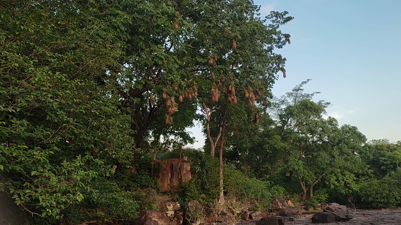Xexéu fazendo sua reprodução natureza,no parque Ecológico cachoeira de urubu...