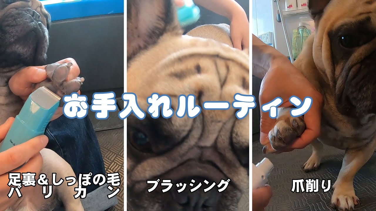 【お手入れルーティン】ブラッシング、足裏の毛カット、しっぽの毛カット、爪研ぎ。フレンチブルドッグのぶーちゃん【french bulldog】