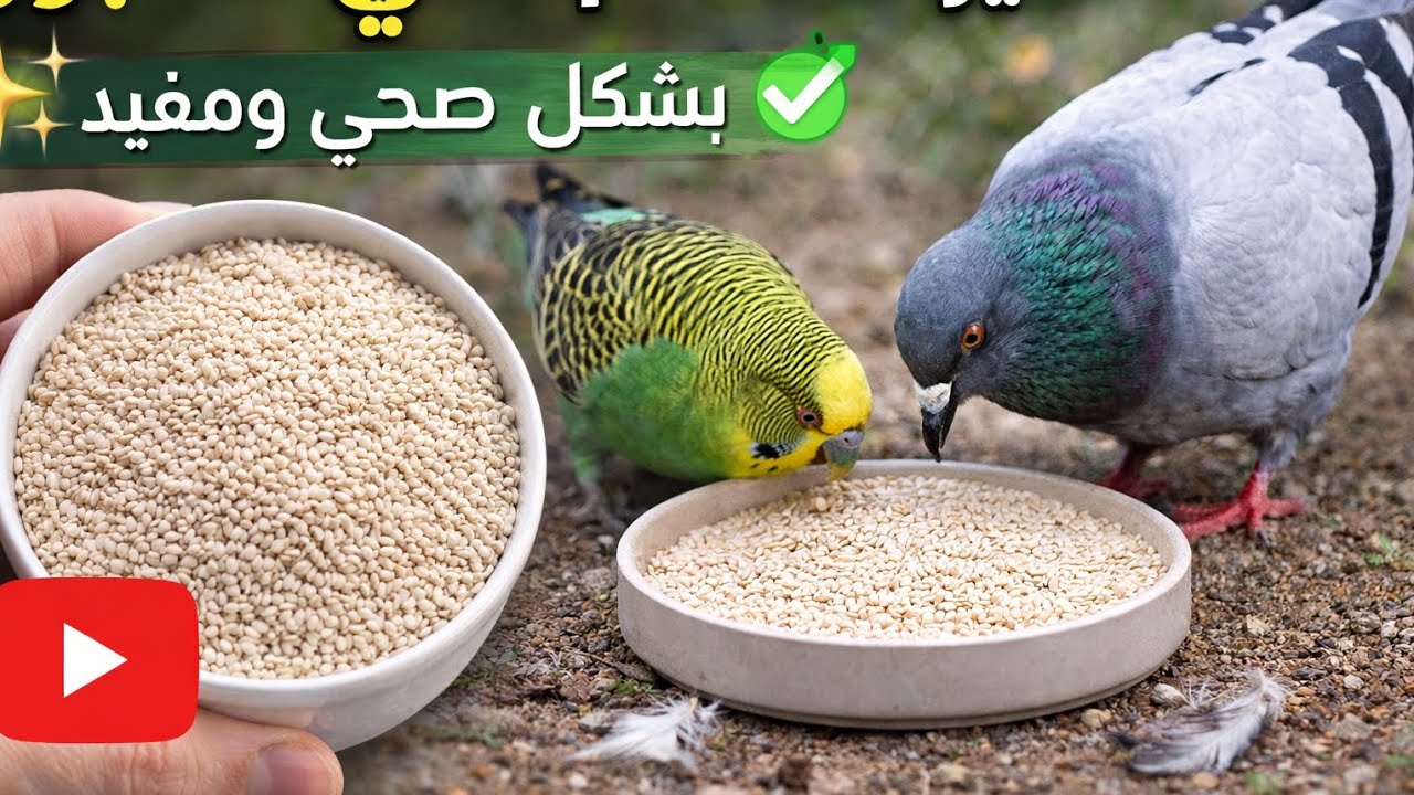 تحضير السمسم الني للطيور بطريقة صحيحة 100% 🐦 سر زيادة النشاط ولمعان الريش بدون أضرار كالسيوم طبيعي