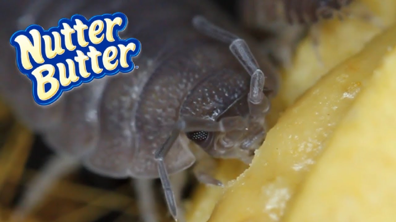 Isopods Eat Nutter Butter