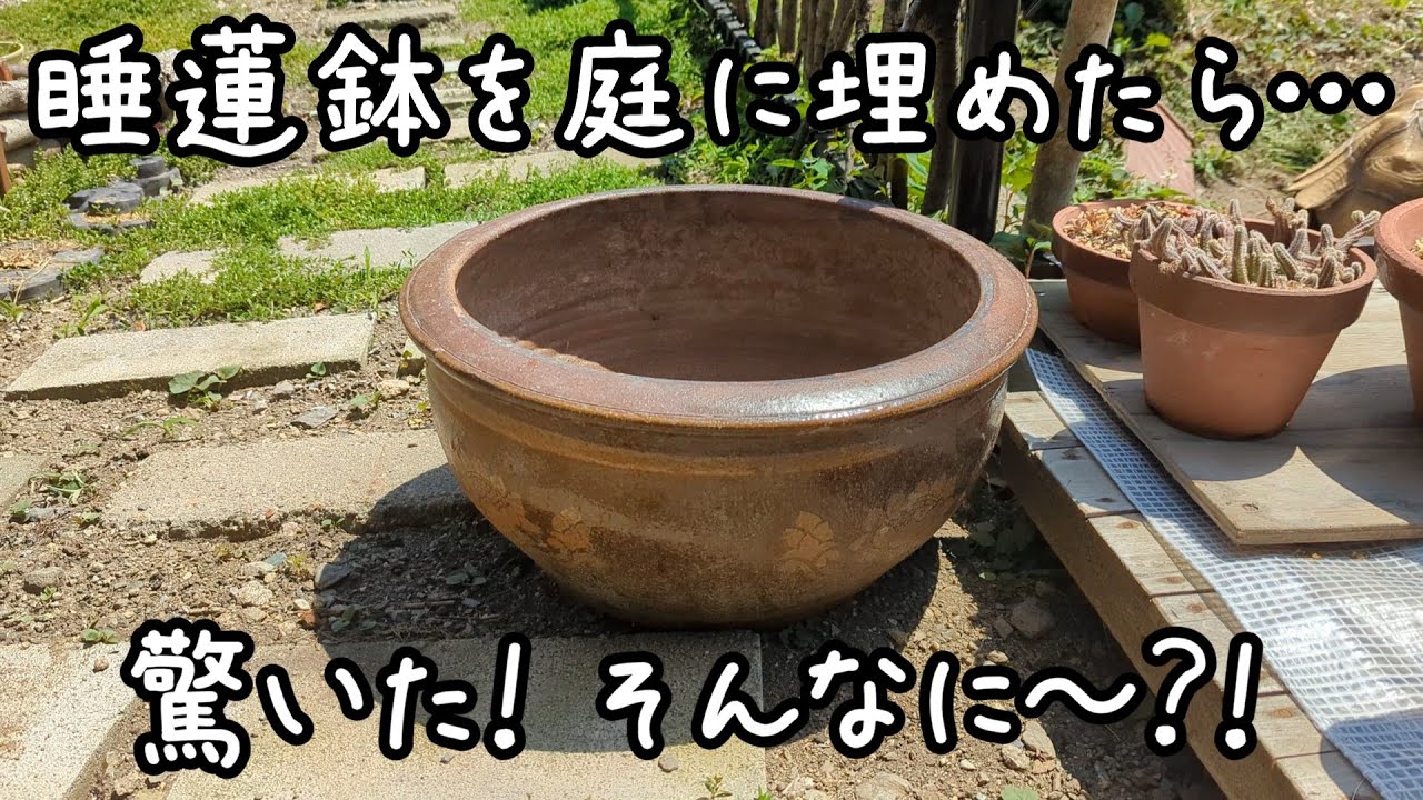 #51 睡蓮鉢を庭に埋めたら…驚いた！そんなに～⁈