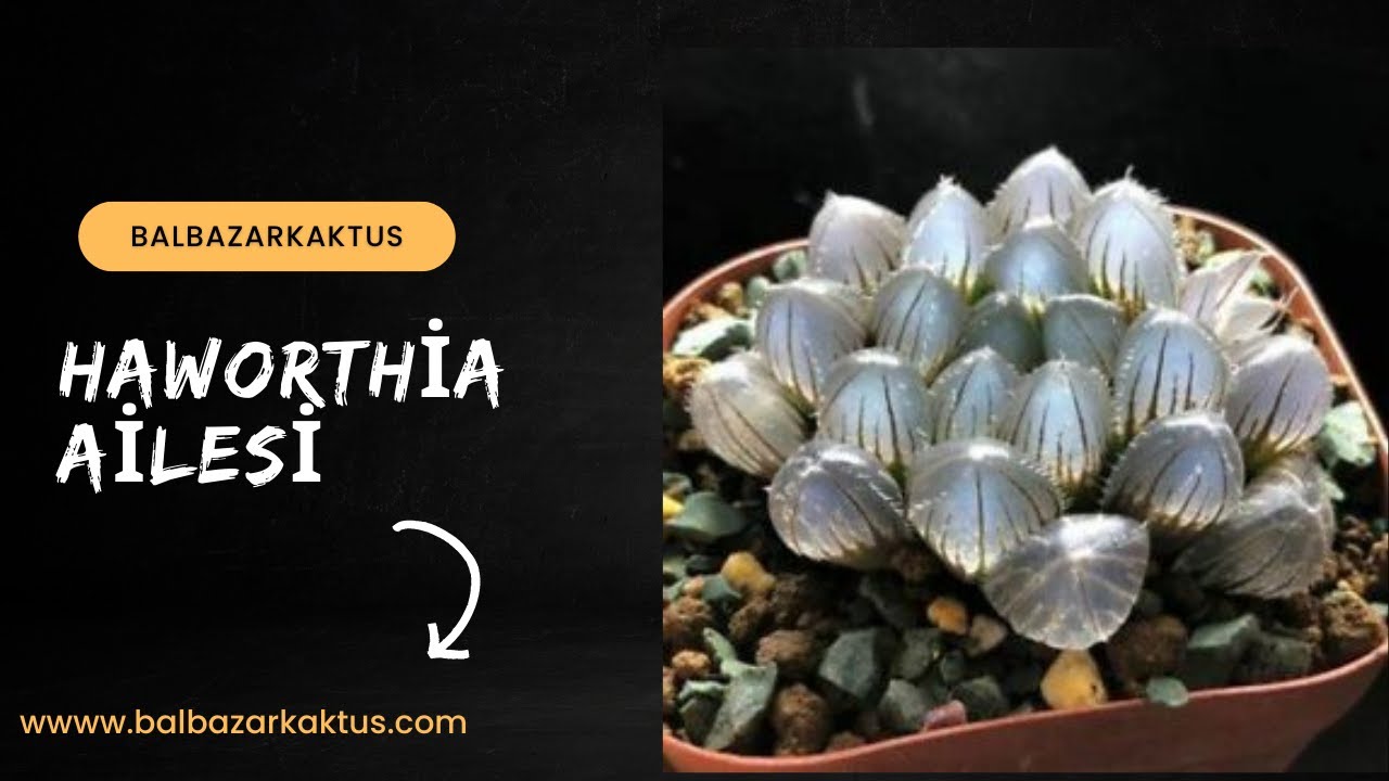 Haworthia Türleri ve Haworthia Bakımı Çoğaltması ve Gübrelemesi