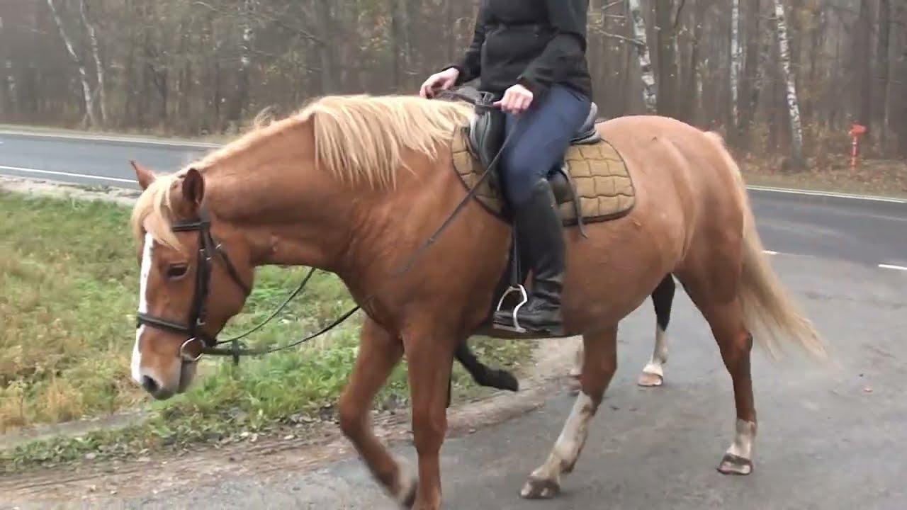 Legenda ja Leevike maastikul november 2022