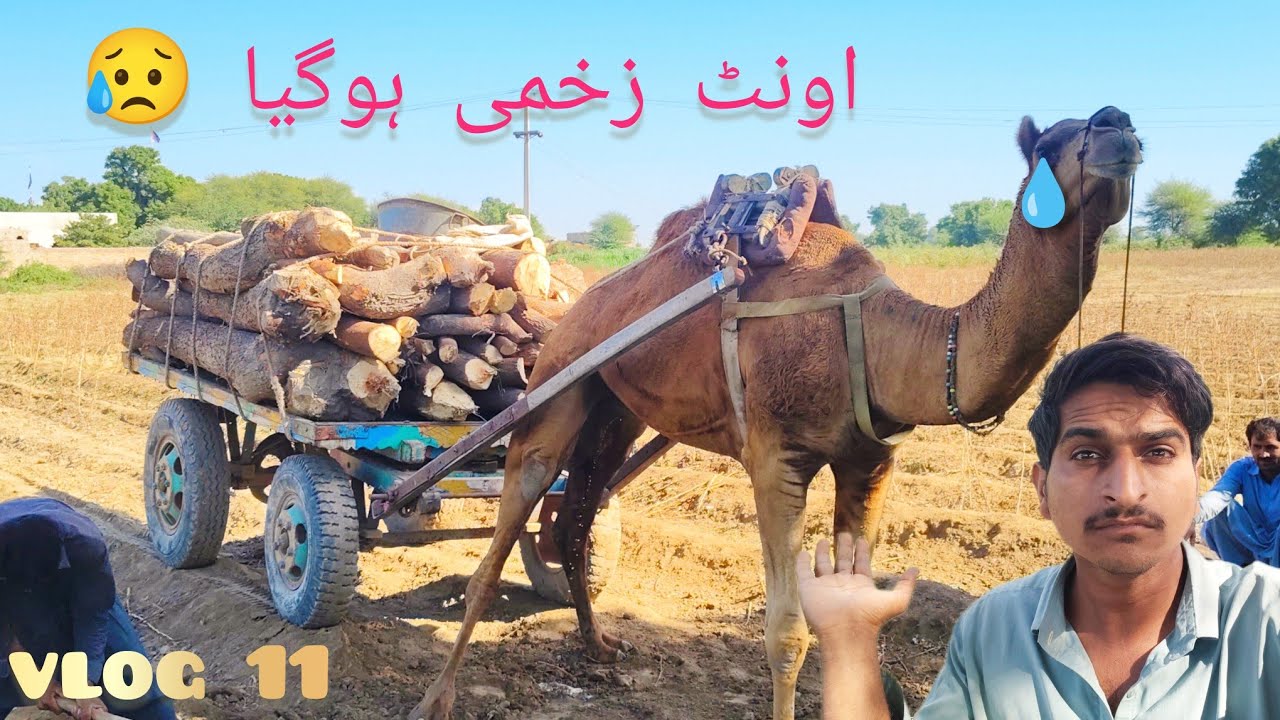 ظالم انسان نے اونٹ 🐫 کے ساتھ غلت کیا (camel 🐪 get injury during work)