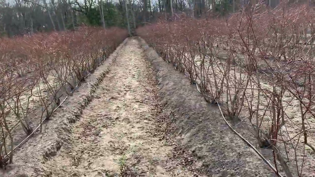 Spacing Blueberry Plants in Your Blueberry Field