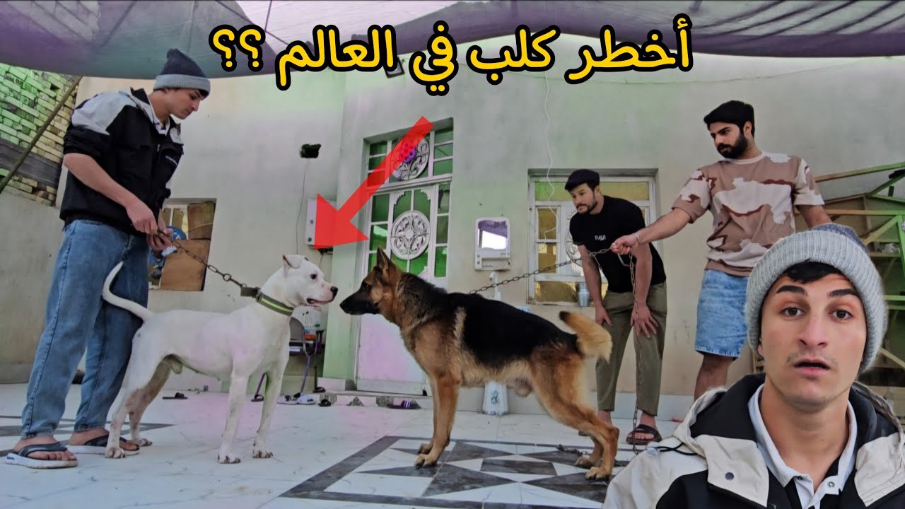 بمناسبة دخولي 2 مليون مشترك جبت أخطر كلب في العالم !! الدوجو الأرجنتيني 😨🔥