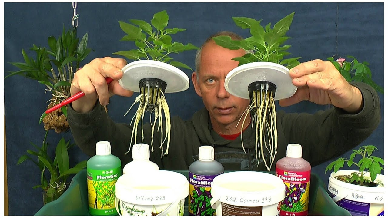 Chili in Hydroponic Systhem halten und Düngen