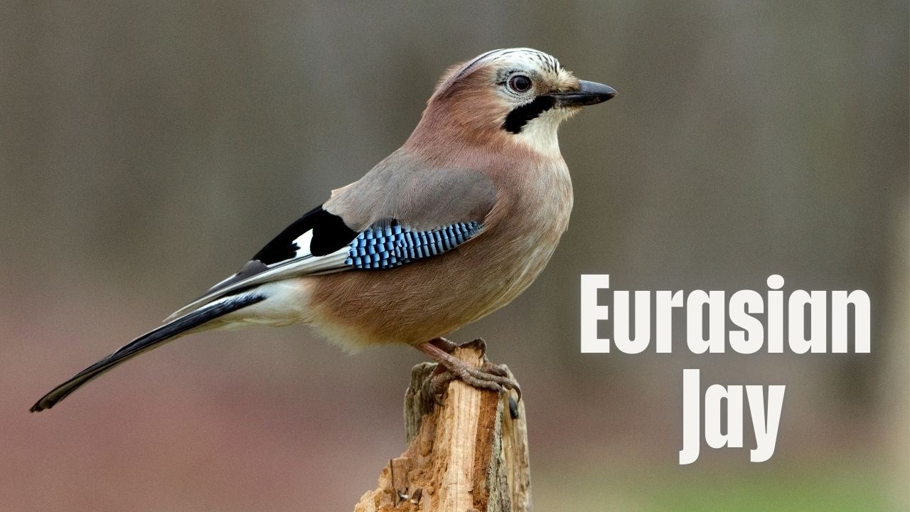 Eurasian Jay Bird Call - Amazing Sounds and Buzzard Imitation!