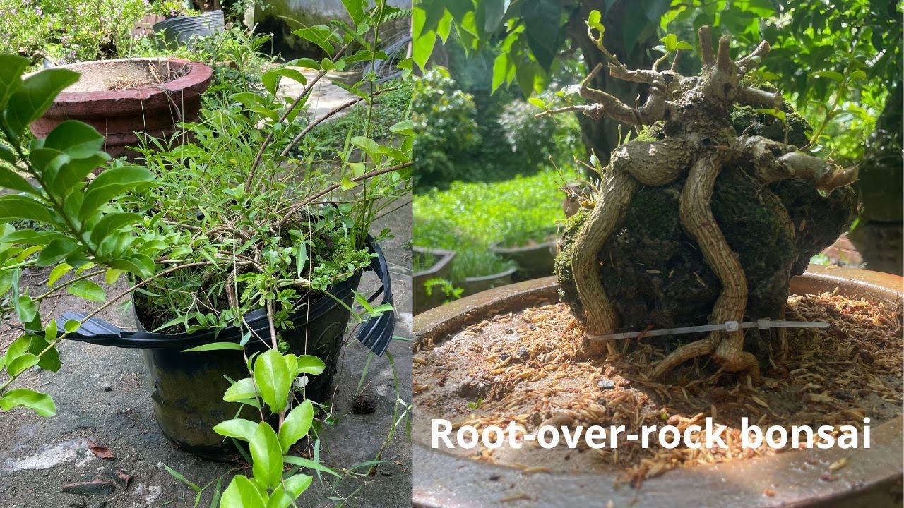 Root-over-rock bonsai