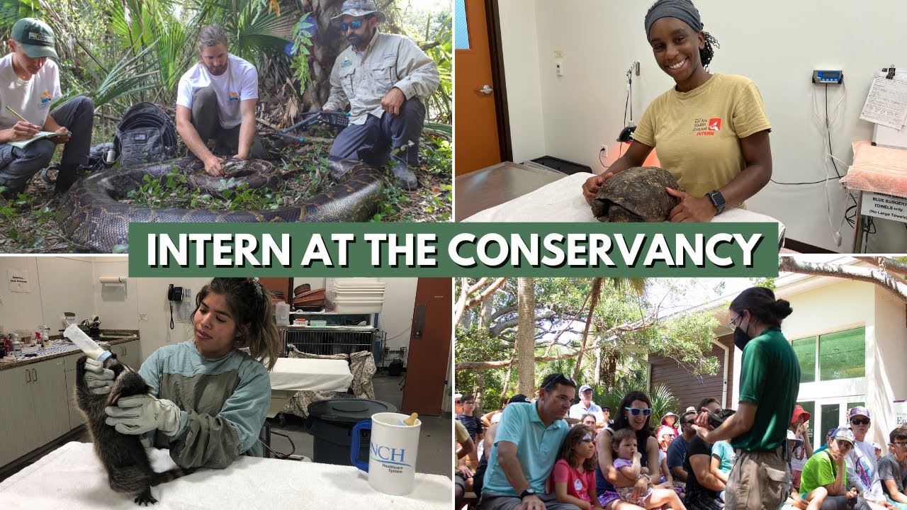Intern at the Conservancy #shorts