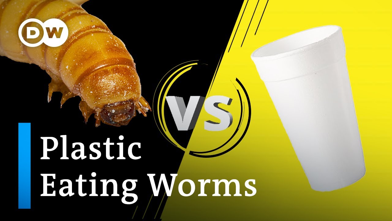 How worms could help solve plastic pollution