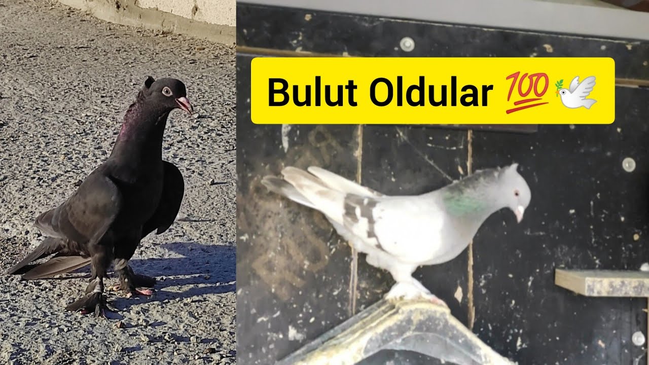 ARAP ERKEK ŞOVUNU YAPARKEN DİŞİ BOZ KALKTI BULUT OLDULAR - Taklacı güvercin Oyunkuşu