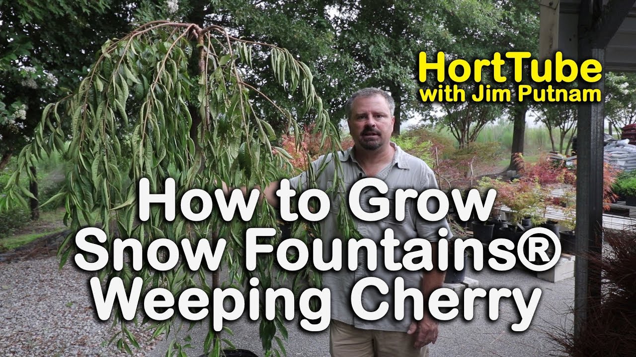 How to grow Snow Fountains® Weeping Cherry - Weeping White Flowering Cherry