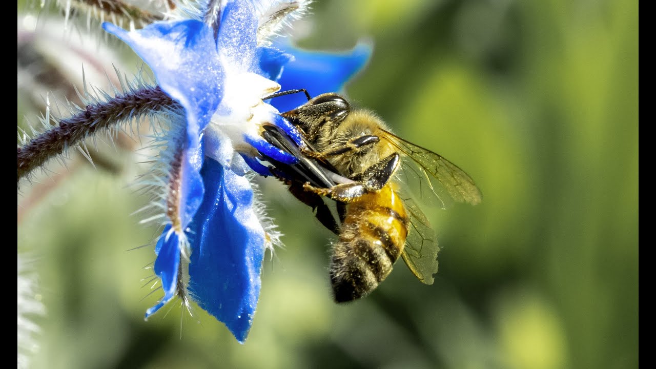 Transhumance des abeilles