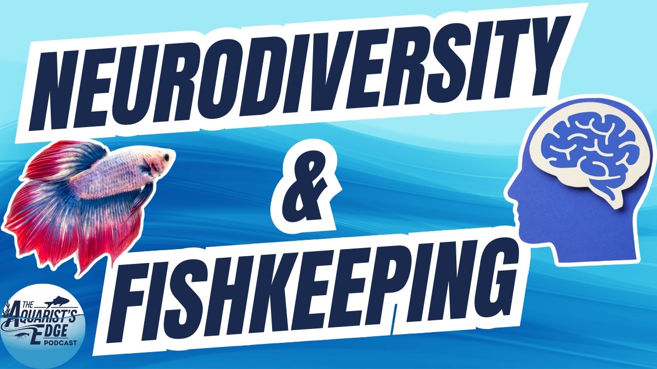 Fishkeeping and Neurodiversity : Why Aquariums Calm ADHD and Autistic Brains