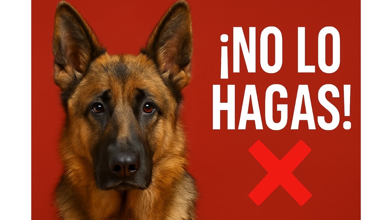 10 Errores FATALES que Podrían Dañar a tu Pastor Alemán