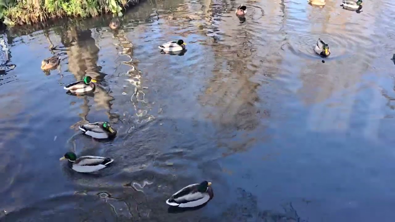 অপরূপ সুন্দর দৃশ্য   #viralvideo #travel #viwes #sorts 