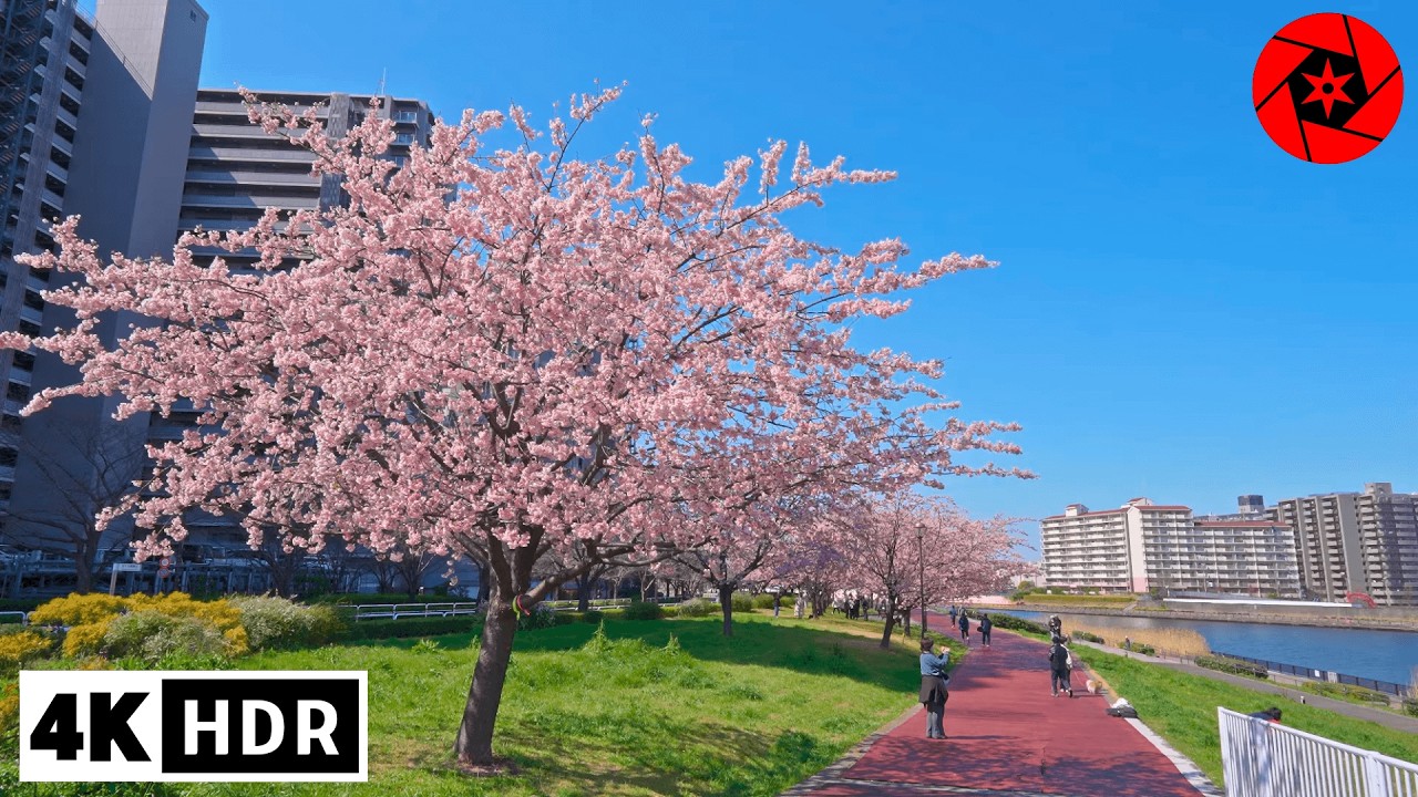 Tokyo Sakura 2026 - First Blossoms on Sumida River 4K HDR