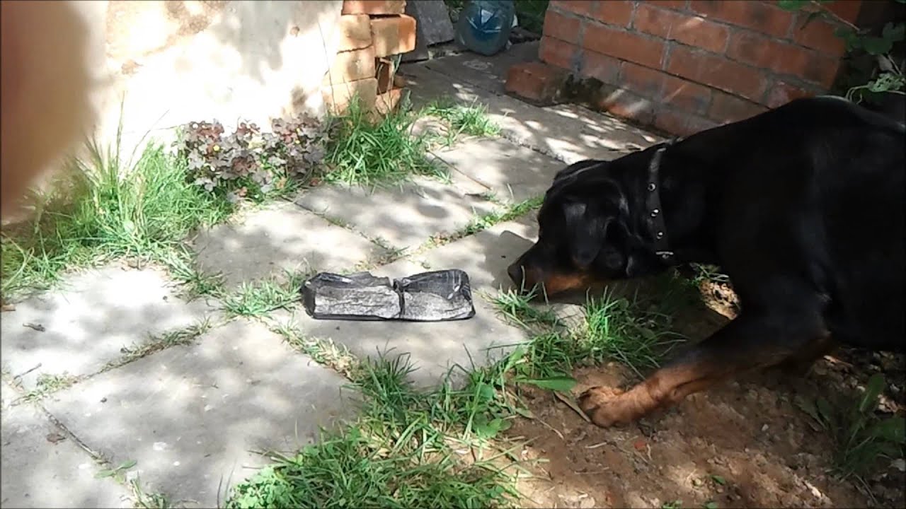 Crazy Rottweiler and a black box