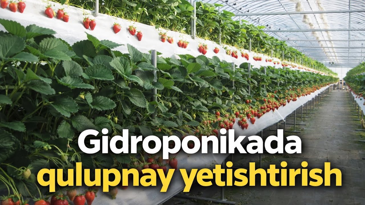 Gidroponikada qulupnay yetishtirish