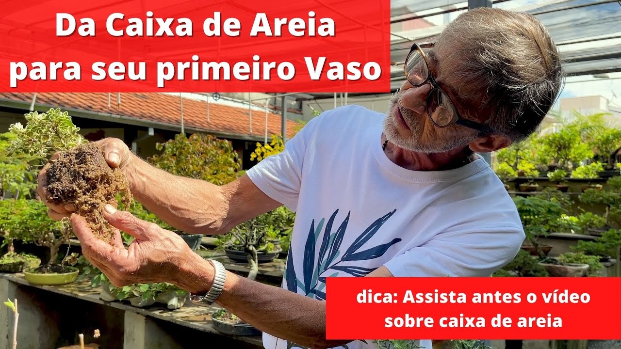 Retirando a planta da Caixa de Areia e plantando em seu primeiro Vaso