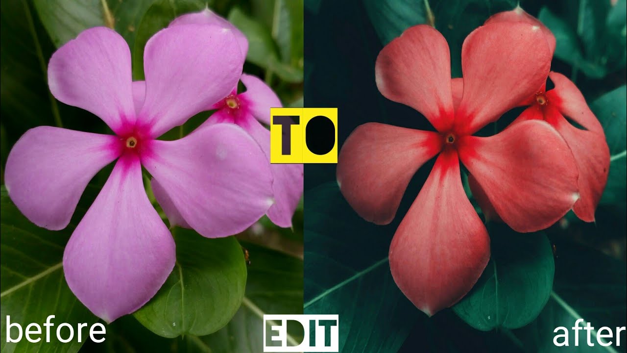Snapseed edit tutorial. Best for flowers.Must watch.by wikser.