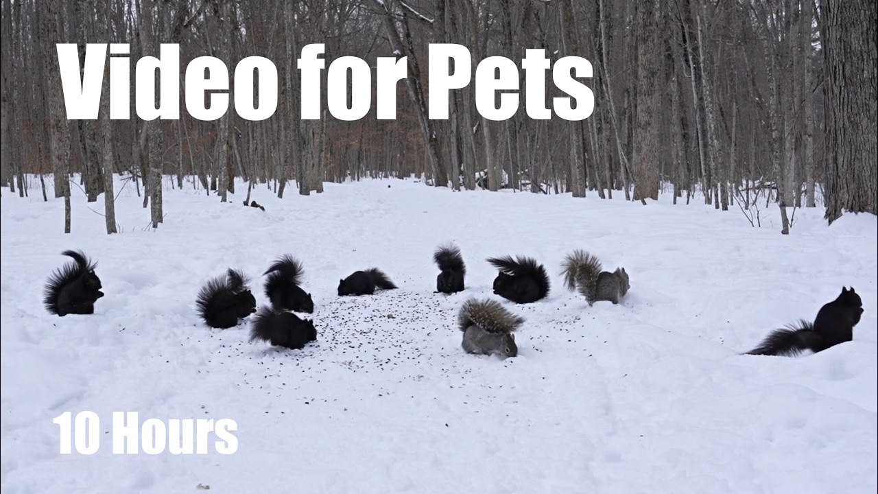 A Scurry of Squirrels in a Winter Wonderland - 10 hour Cat TV for Pets to Watch 🐱 - Mar 02, 2026
