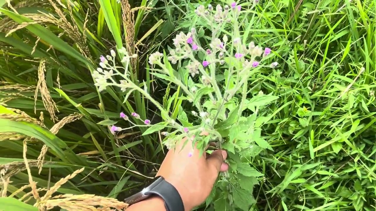 Health benefits of Sahadevi plant: medicinal plant: सहदेवी बिरुबाका चमत्कारिक फाईदाहरु