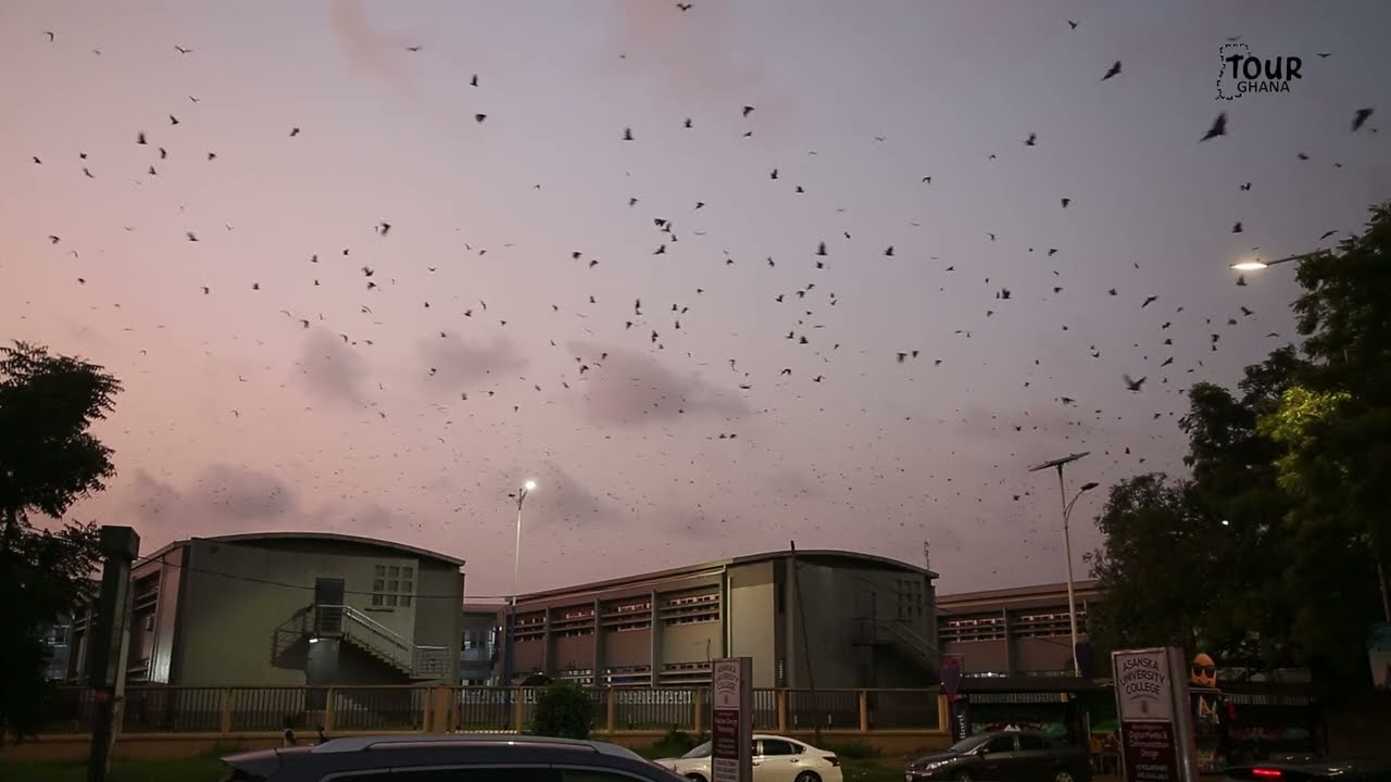 THIS IS WHY THERE OVER 1000 STRANGE BATS AT 37 HOSPITAL IN GHANA