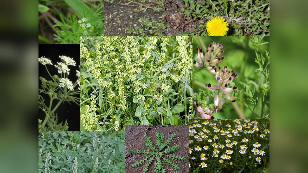 Uso de herbicidas alternativos al glifosato. Parte I