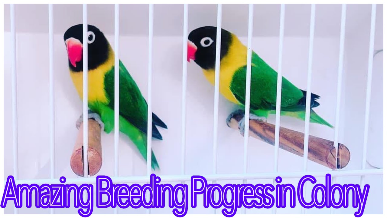 Lovebirds Colony Breeding Progress ll Season 2021-22