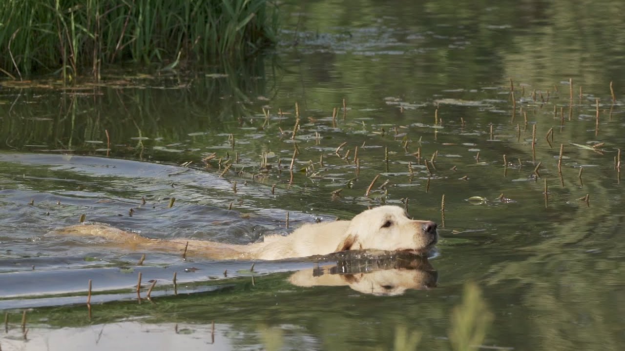 Retriever Training Drills for Water Retrieves