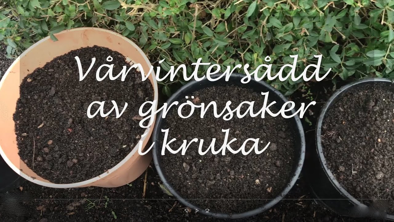 Vinters&aring;dd av gr&ouml;nsaker i kruka