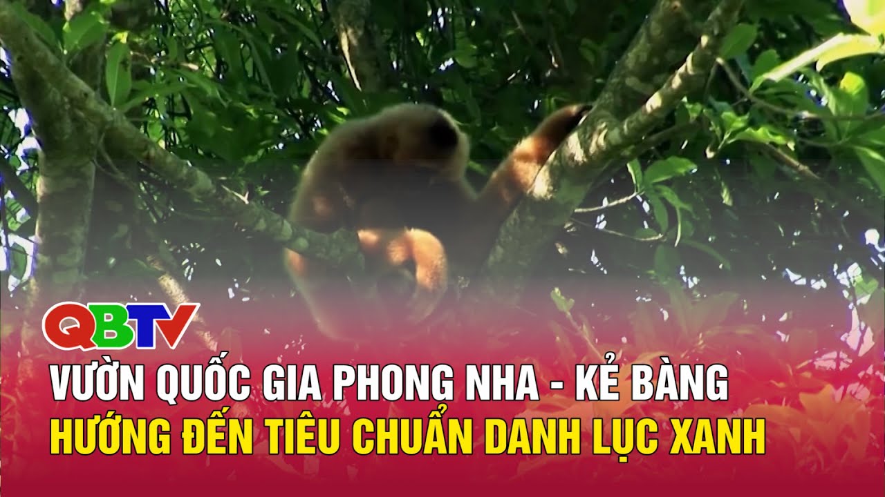 Vườn Quốc gia Phong Nha - Kẻ Bàng hướng đến tiêu chuẩn Danh lục xanh| QBTV