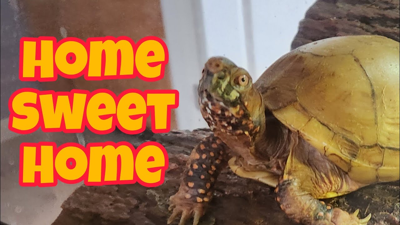 The Complete 3 Toed Box Turtle Enclosure Setup!!!