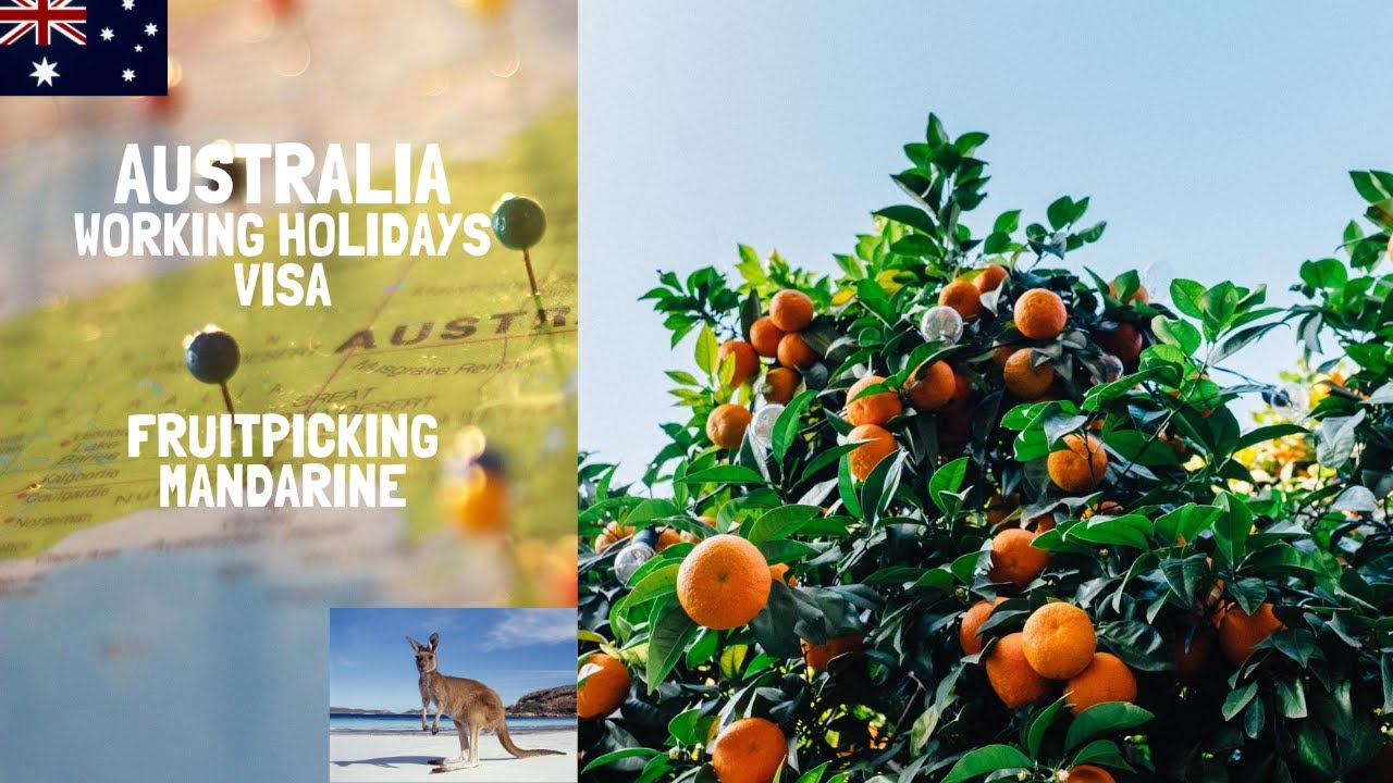 Mandarine 🍊 Picking in Australia