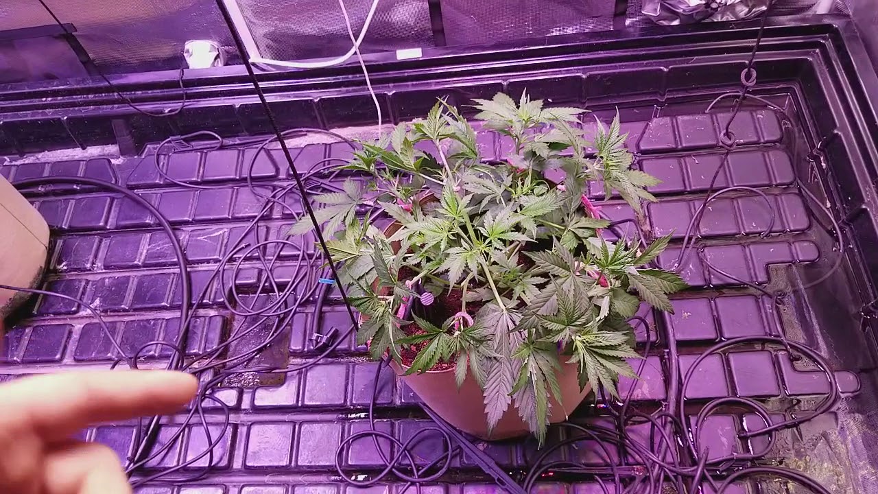 Day 26 auto Sensi Skunk Perfect Sun LED