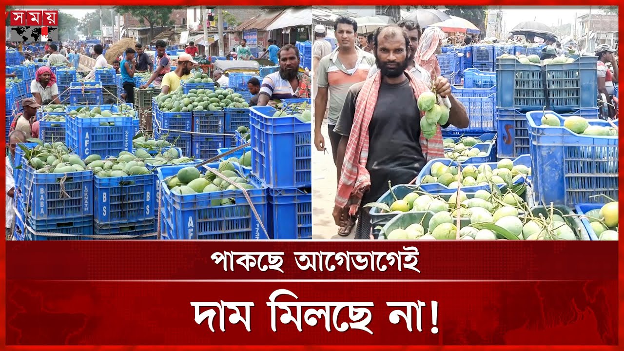 ল্যাংড়া, হিমসাগর, আম্রপালি, নওগাঁয় আমে ভরে গেছে আড়ত! |Mango Market | Naogaon News | Somoy Business